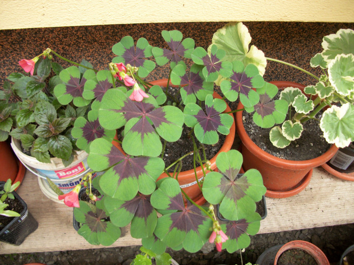 16 mai 2012 - oxalis