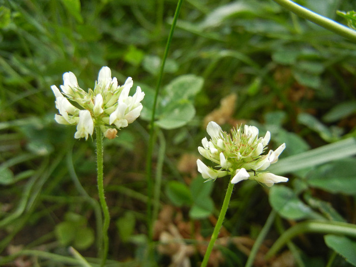 Trifolium repens 13may2012 - WHITE WILDFLOWERS