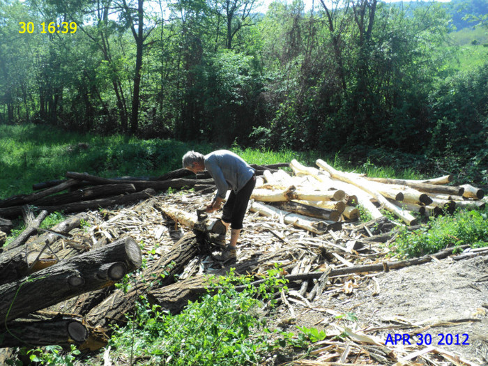 DSC04675 - GRADINA CASEI MELE