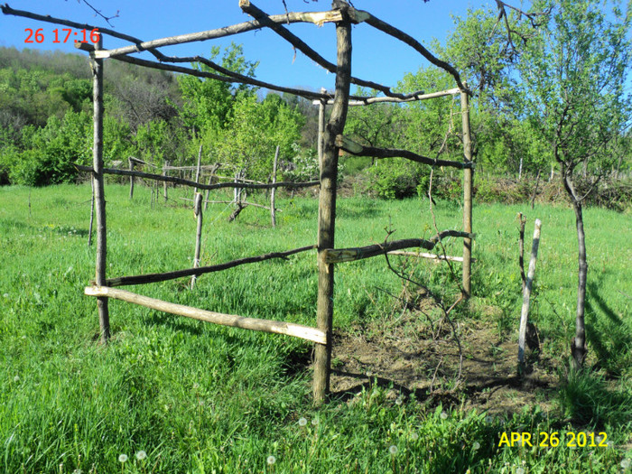 DSC04628 - GRADINA CASEI MELE