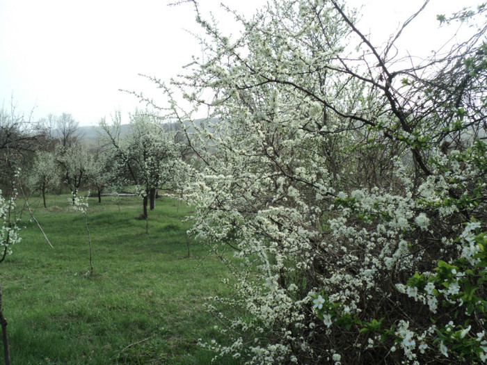 DSC04522