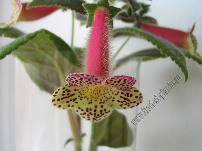 Kohleria Goliat; 2012
