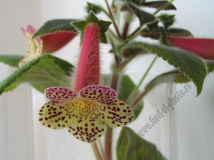 Kohleria Goliat; 2012
