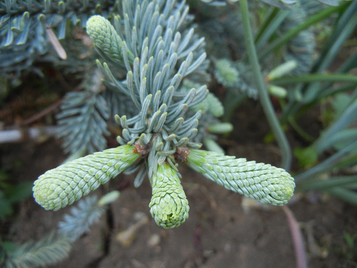 Abies procera Glauca (2012, May 13) - Abies procera Glauca