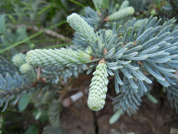 Abies procera Glauca (2012, May 13) - Abies procera Glauca