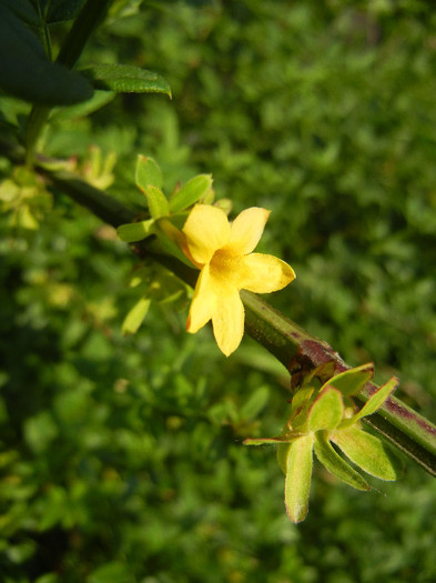 Jasminum nudiflorum (2012, May 12)