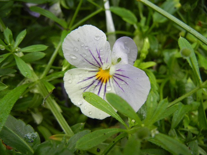 Pansy, (2012, May 16) - PANSY_Viola x wittrockiana