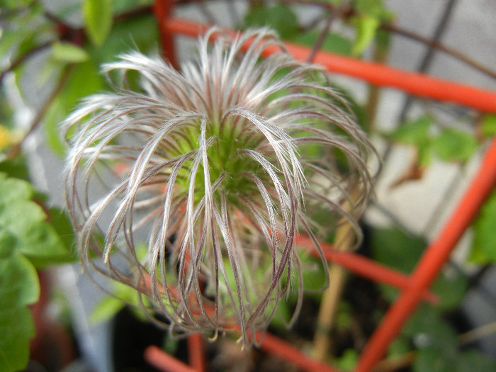 Clematis Pamela Jackman (2012, May 13) - Clematis Pamela Jackman