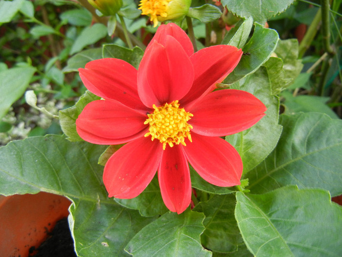 Dahlia Figaro Red (2012, May 13) - Dahlia Figaro Red