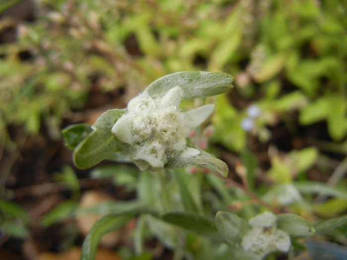 Leontopodium alpinum (2012, May 16)