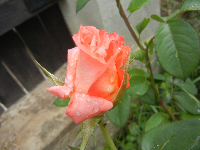 Rose Artistry (2012, May 16)
