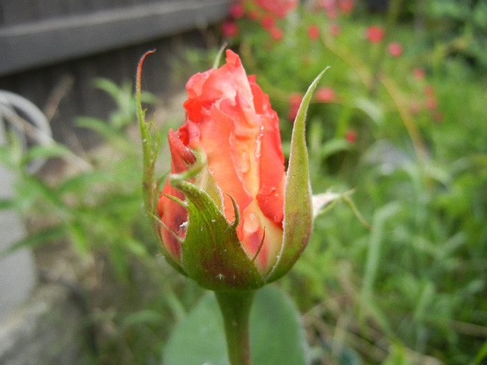 Rose Artistry (2012, May 16)