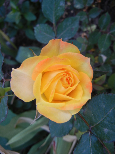 Yellow Miniature Rose (2012, May 12) - Miniature Rose Yellow