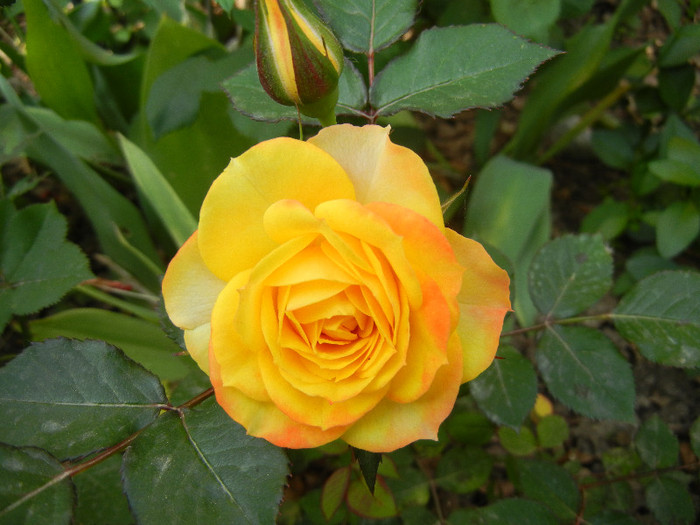 Yellow Miniature Rose (2012, May 13) - Miniature Rose Yellow