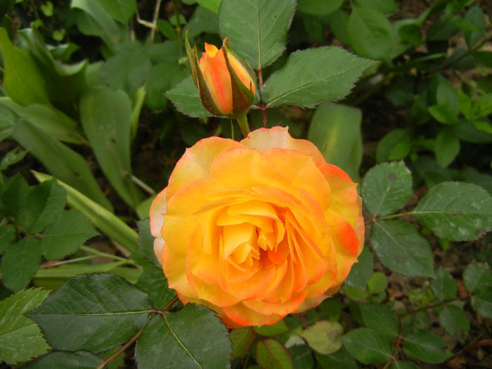 Yellow Miniature Rose (2012, May 15) - Miniature Rose Yellow