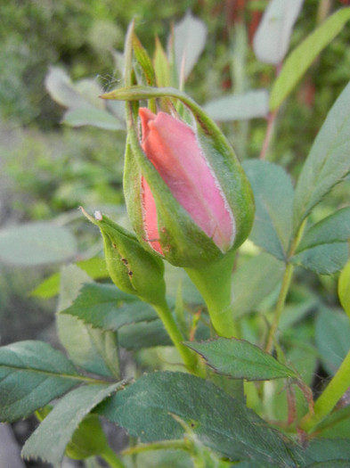 Orange Miniature Rose (2012, May 12) - Miniature Rose Orange