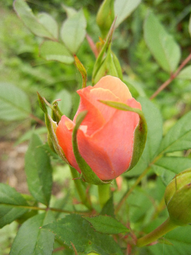 Orange Miniature Rose (2012, May 15) - Miniature Rose Orange