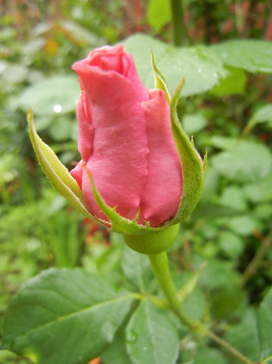 Rose Pink Peace (2012, May 16)
