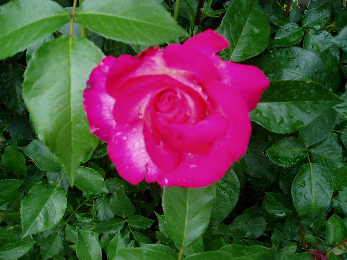 Gaumo-(Rose Gaujard)