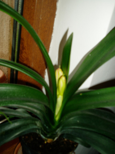 Clivia