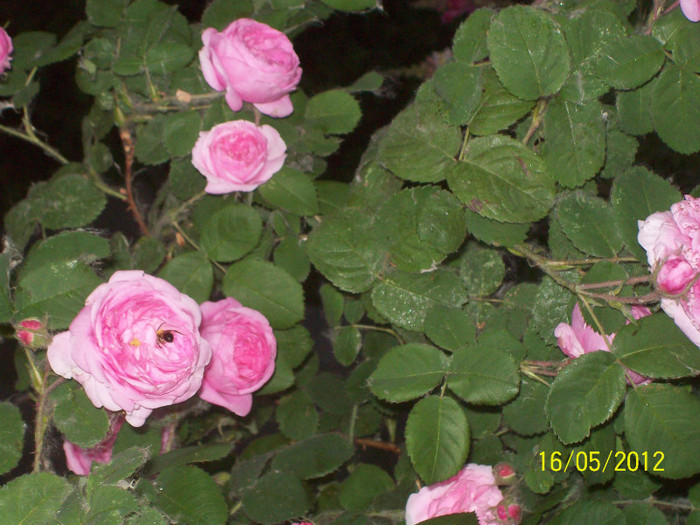 100_5653 - in cautarea trandafirilor vechi 2