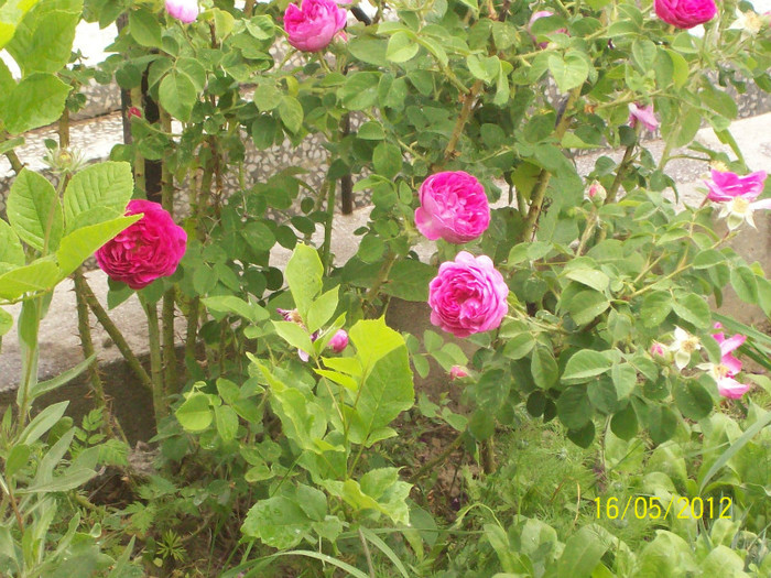 100_5727 - in cautarea trandafirilor vechi 5