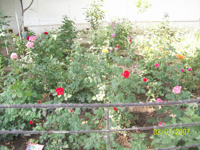 100_5557 - gradina- trandafiri 2012