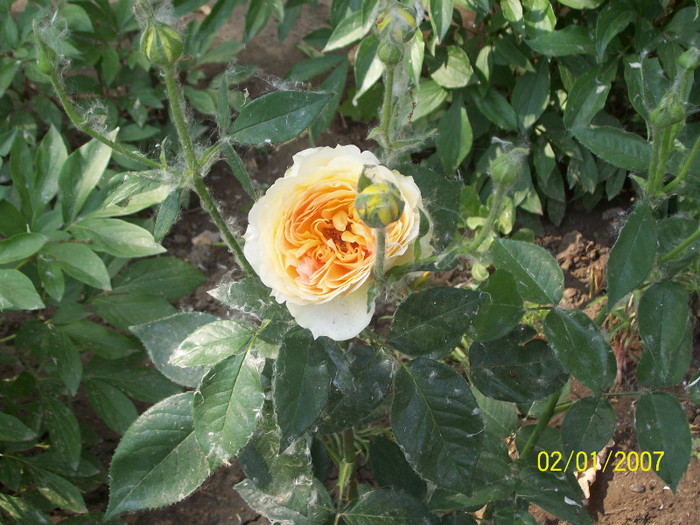 caramel antique - gradina- trandafiri 2012