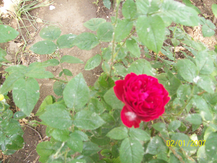 L. D. Braithwaite- anul 3 - gradina- trandafiri 2012