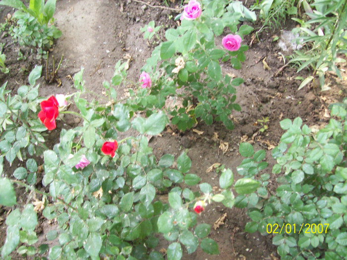100_5571 - gradina- trandafiri 2012