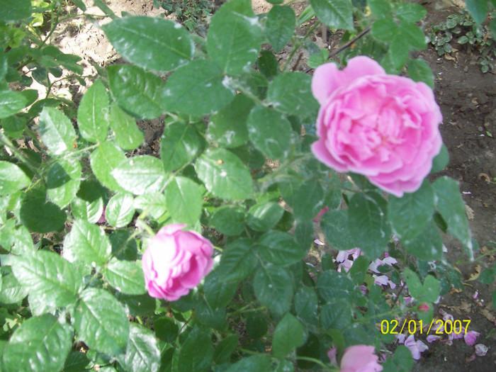 Mary Rose- anul3 - gradina- trandafiri 2012