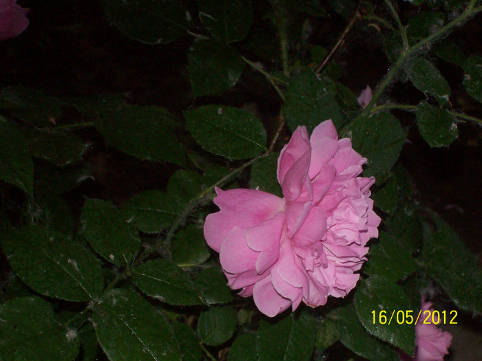 Mary Rose - gradina- trandafiri 2012