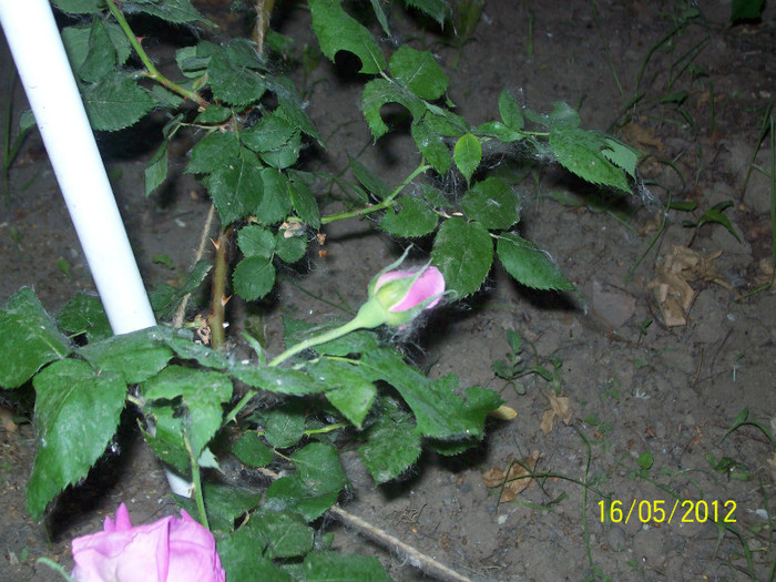 Madame Isaac Pereire