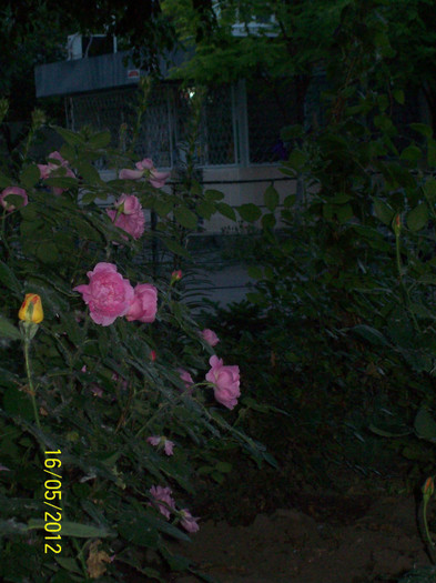 Mary Rose si boboc Peace - gradina- trandafiri 2012