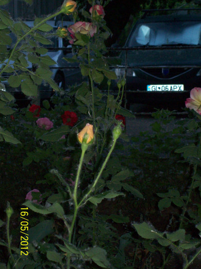 100_5681 - gradina- trandafiri 2012
