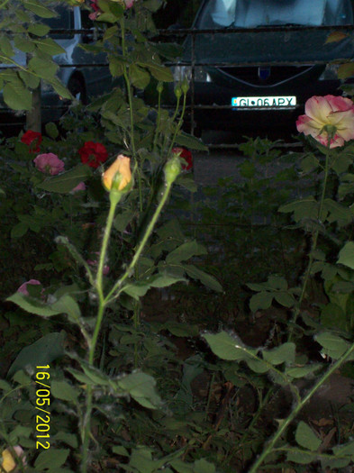 100_5682 - gradina- trandafiri 2012
