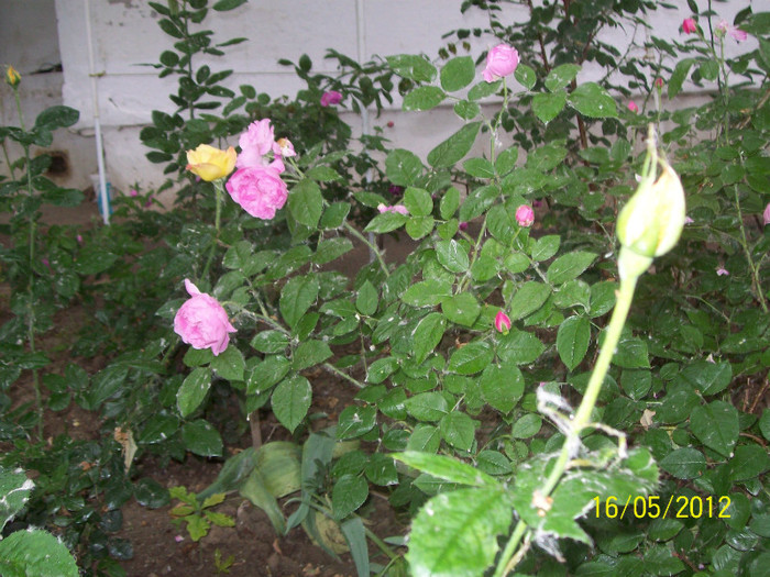 100_5757 - gradina- trandafiri 2012