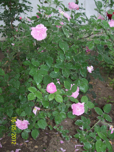 100_5758 - gradina- trandafiri 2012