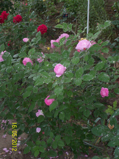 Mary Rose, L. D. Braithwaite - gradina- trandafiri 2012