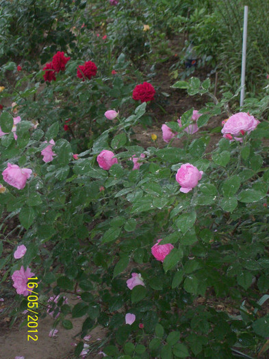 100_5766 - gradina- trandafiri 2012