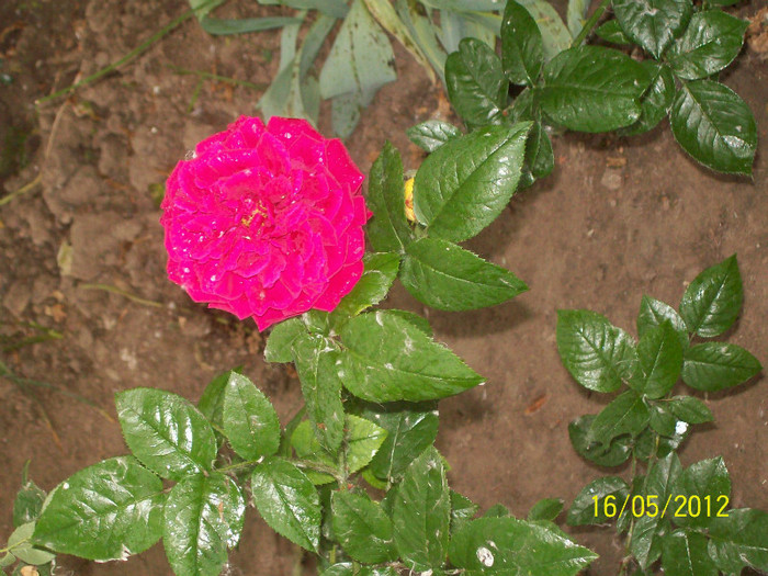 100_5769 - gradina- trandafiri 2012