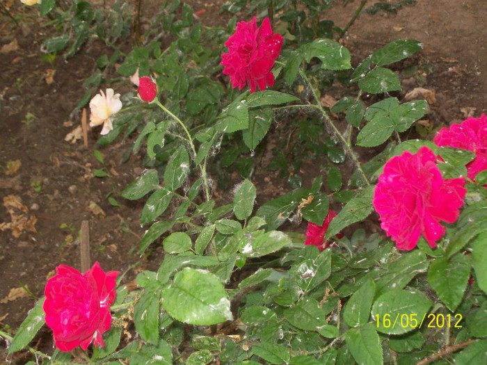 100_5770 - gradina- trandafiri 2012