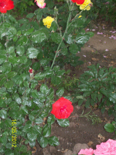 100_5781 - gradina- trandafiri 2012