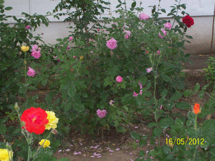 100_5782 - gradina- trandafiri 2012