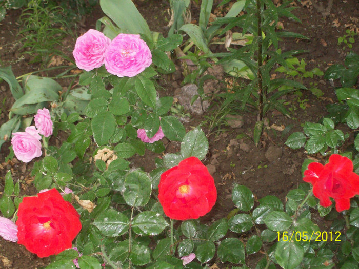 100_5783 - gradina- trandafiri 2012