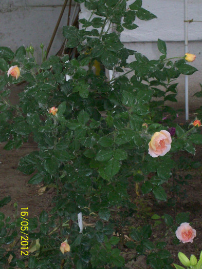 Abraham Darby- anul 3