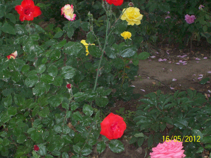 100_5792 - gradina- trandafiri 2012