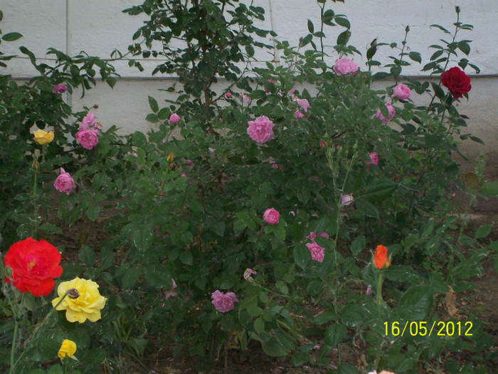100_5793 - gradina- trandafiri 2012