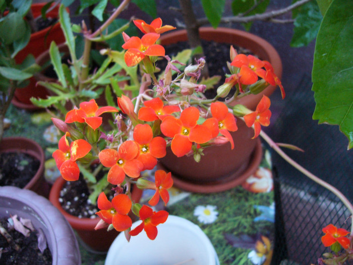 P1020220 - Kalanchoe-primavara -vara 2012