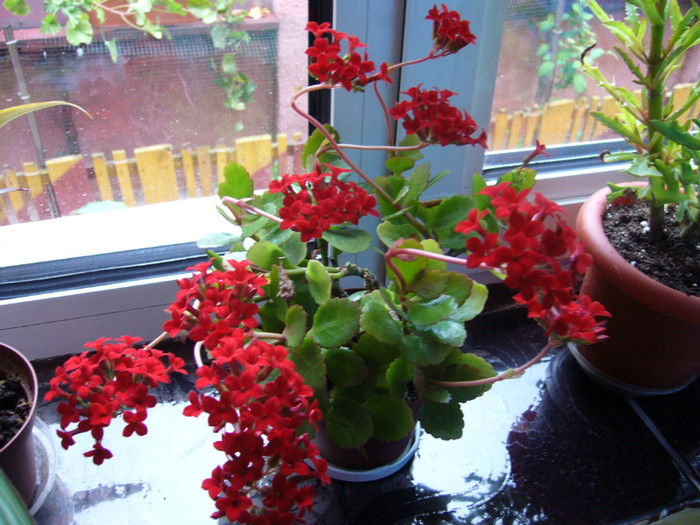 P1020198 - Kalanchoe-primavara -vara 2012